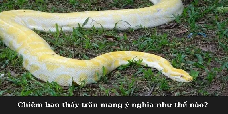 Chiêm bao thấy trăn mang ý nghĩa như thế nào?