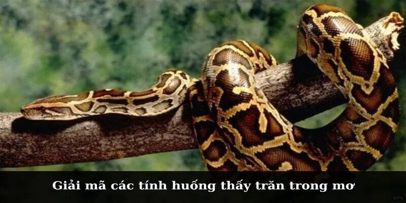 Giải mã các tính huống thấy mơ thấy trăn
