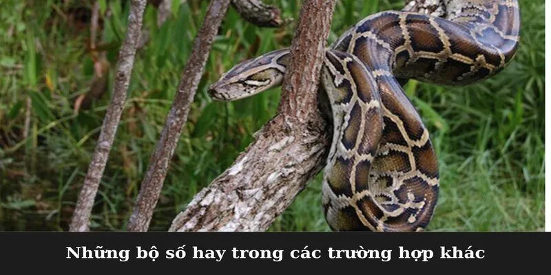 Những bộ số hay trong các trường hợp khác