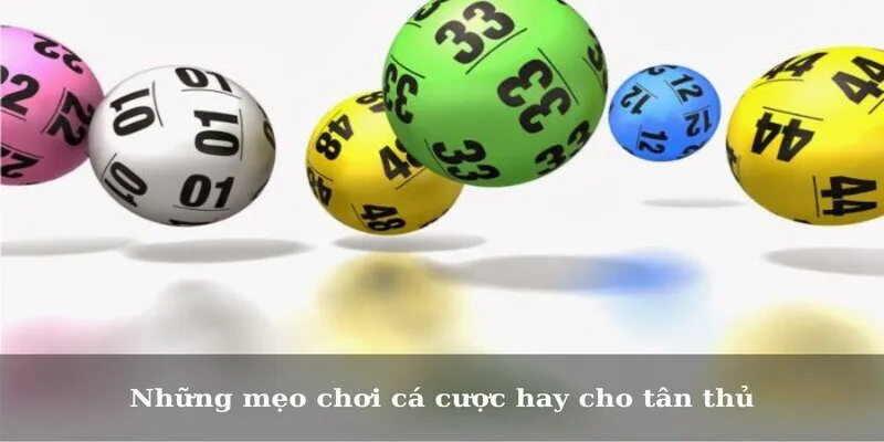 Những mẹo chơi cá cược hay cho tân thủ